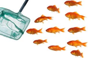 Goldfish and net photo