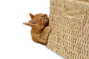 Sweet playful kitten photo