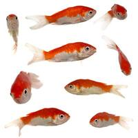 Groupe of many goldfish photo