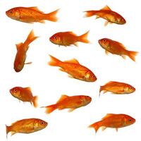 Groupe of many goldfish photo