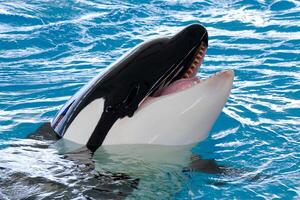 Smiling killer whale photo
