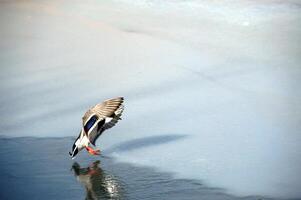 Landing duck by the lake photo