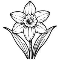 Daffodil flower coloring pages vector