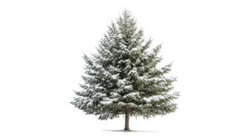 A large evergreen tree is covered in snow png