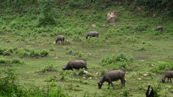 Wild Buffalo Grazing in Dense Green Foliage video