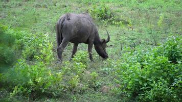 Wild Buffalo Grazing in Dense Green Foliage video