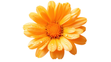 Bright orange flower with dew droplets on petals, isolated on transparent background. png
