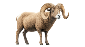 Mountain sheep with large horns, isolated on transparent background. png