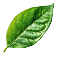 A vibrant green leaf showcasing intricate details and textures, isolated on transparent background. png