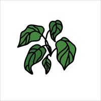 A plant with leaves on it is shown vector