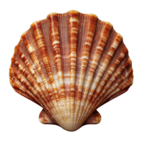 Beautiful scallop shell with intricate patterns, isolated on transparent background. png