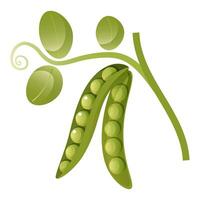 illustration of green peas in a pod with a twig and leaves on a white background. Healthy organic food, fresh green vegetables. Element for packaging and menu design. vector