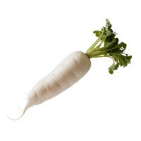 Image of a single white radish isolated on a transparent background png