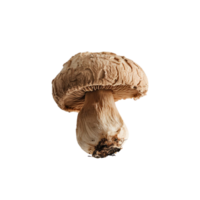 Visual representation of dried mushrooms on a transparent layer png