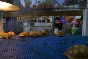 baby turtle walk in the aquarium photo