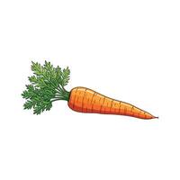 Fresh carrot vegetable drawing on white background vector