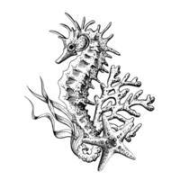 Seahorse with corals, seaweed and starfish. Hand drawn graphic illustration in black and white color line art. Sublimation arrangement on a marine theme vector
