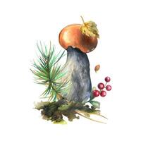 Mushrooms forest boletus with grass, blueberries, moss and cone. watercolor illustration, hand drawn. Isolated composition on a white background vector