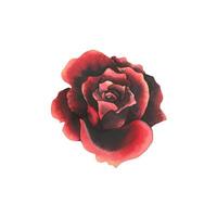 Flower of red and black roses. Hand drawn watercolor illustration for day of the dead, halloween, Dia de los muertos. Isolated object on a white background. vector
