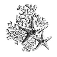 Starfish with coral branches. Hand drawn graphic illustration in black and white color line art. Sublimation, arrangement, composition on a marine theme vector