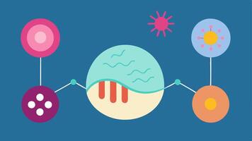 These illustrations can vividly communicate the concept of exosome and peptide synergy in the context of antiaging without referencing specific brands or locations.. vector