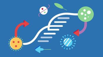 Microbial Interaction A visual representation of microbes near DNA strands illustrating the relationship between gut health and DNA ylation through arrows depicting interactions.. vector