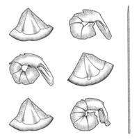 set of engraving isolated illustrations of shrimp and lemon slices vector