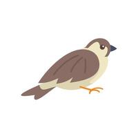 Common house sparrow bird standing on ground vector