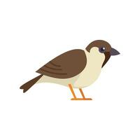 Little sparrow bird standing on the ground vector