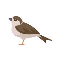 Common house sparrow bird standing minimalist illustration vector