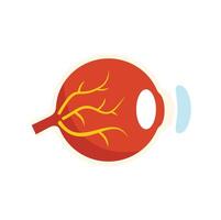 Human eyeball anatomy showing sclera, iris, pupil and optic nerve vector