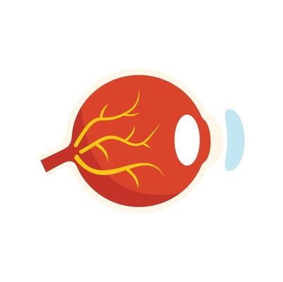 Human eyeball anatomy showing sclera, iris, pupil and optic nerve