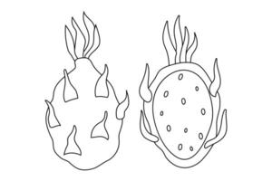 Unique line drawings of two distinct sea creatures showcasing different shapes and features vector