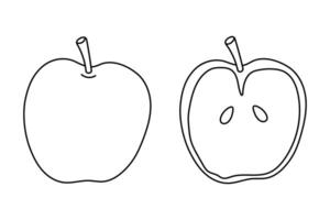 Simple line drawing of an apple and a cross-section showcasing its interior features vector