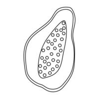 Outline of a papaya fruit with visible seeds on a simple background vector