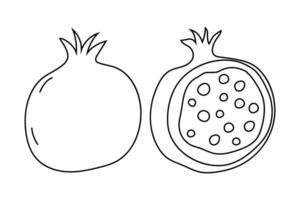 Pomegranate illustration showing whole fruit and its detailed inner structure cut in half vector