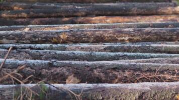Here is an upclose view showcasing neatly stacked logs that are resting gracefully on the forest floor below them video