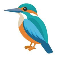 kingfisher bird flat style isolated on white background. illustration vector
