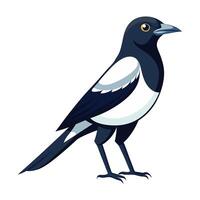 magpie bird flat style isolated on white background. illustration vector