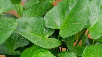 A close-up of green plant leaves adorned with raindrops creates an atmosphere of freshness and vitality. This scene highlights the beauty of nature and the importance of water in the ecosystem video