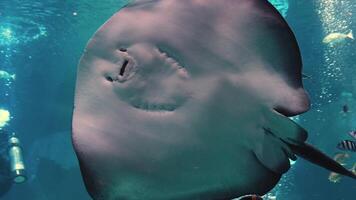 arraia feeds calmamente embaixo da agua, de detecção Está presa com sensível eletrorreceptores. isto cena vitrines a único adaptações do marinho vida e a diversidade video
