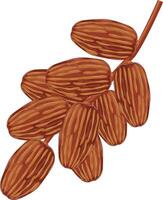 Dates Fruit With Stalks Illustration vector