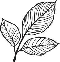 a black and white drawing of a leaf vector