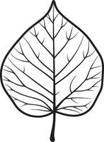 poplar leaf clean simple icon outline black vector