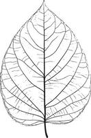 Leave linear icon vector