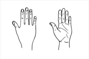 monochrome palm and back view of human hand simple line art illustration painted by black inks. Body part etching drawing for medical presentation, project, advertising vector
