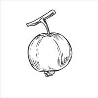 Whole fresh sweet guava fruit on tree branch isolated illustration painted by black inks. Tropical apple hand drawn sketch in graphic realistic style. Edible element for recipes vector