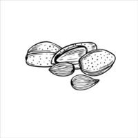 Almond hand drawn sketch in black and white color. Shelled and unpeeled nuts monochrome illustration. Organic healthy food ingredient etching drawing for package design, menu, label vector