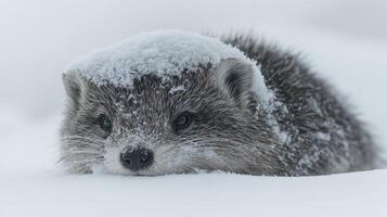 An arctic fox peeks from under a blanket of fresh snow, curious and playful photo