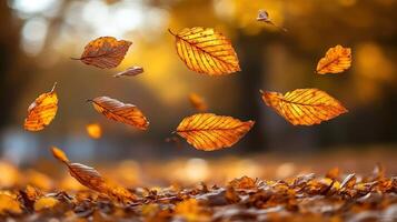 Leaves swirl in the breeze, painting the ground with autumn's gold and amber photo